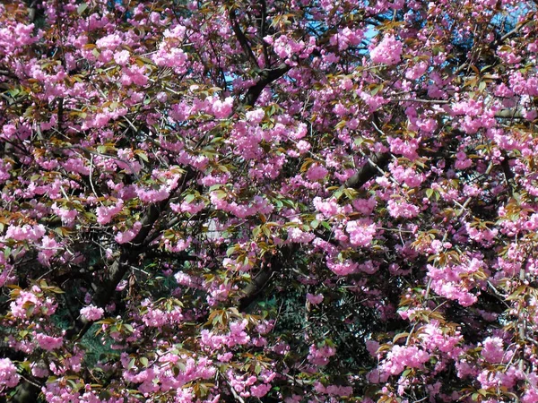 very beautiful tree branches with pink leaves