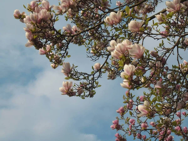 Very Beautiful Tree Pink Flowers — Zdjęcie stockowe