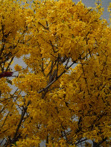 Very Beautiful Plant Yellow Leaves — 스톡 사진