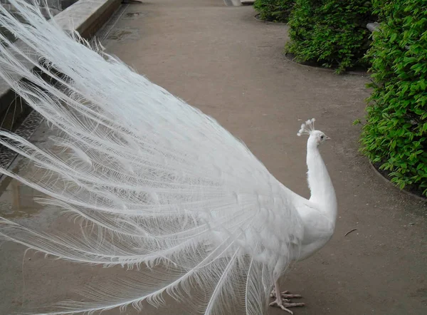 Very Beautiful White Peacock Bird Park — Photo