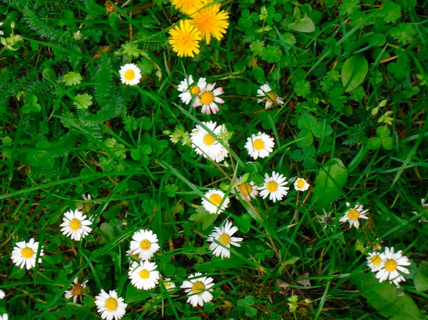 very beautiful wild flowers chamomile and dandelions in the green grass