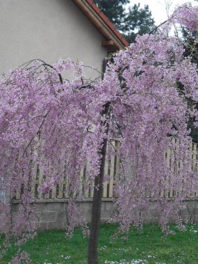 very beautiful bush with pink leaves