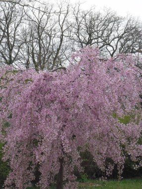 very beautiful bush with pink leaves