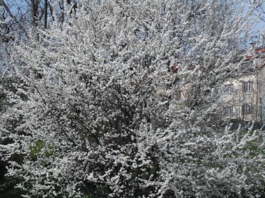 very beautiful plant with white flowers on the branches in the garden