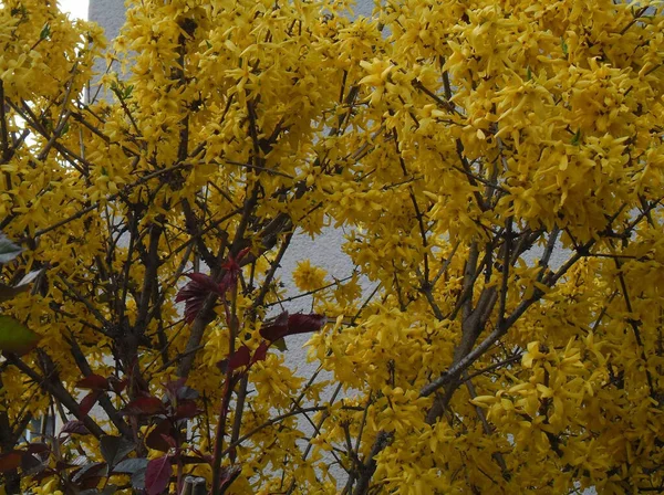 Very Beautiful Bush Yellow Leaves — Fotografia de Stock