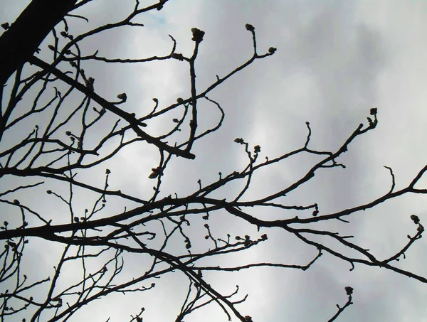 Красивая Ветвь Дерева Фоне Неба — стоковое фото