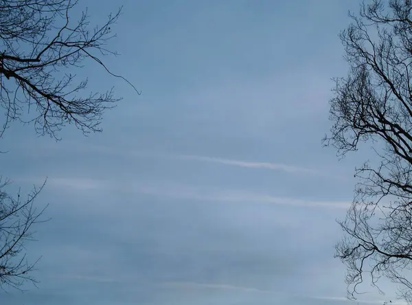 Very Beautiful Tree Branches Blue Sky — Stockfoto