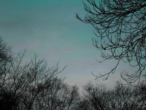 Very Beautiful Tree Branches Blue Sky — Foto de Stock