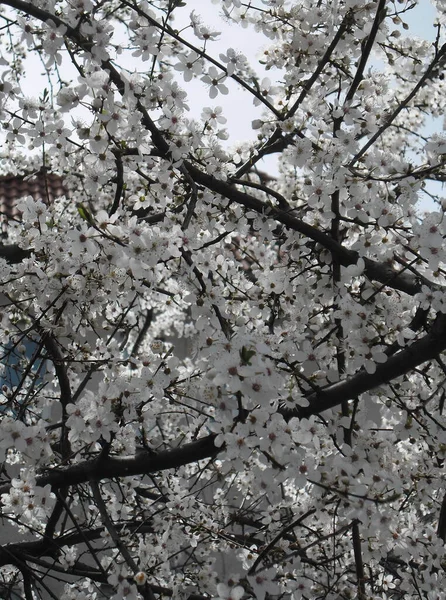 Very Beautiful Plant White Flowers Branches Garden — Fotografia de Stock