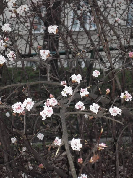 Beautiful Bush White Flowers Garden — Zdjęcie stockowe