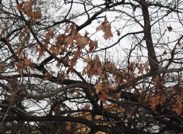 Tree Autumn Leaves Autumn — 스톡 사진