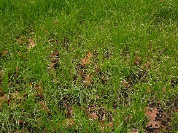 Green Grass Autumn Leaves Autumn — Stockfoto