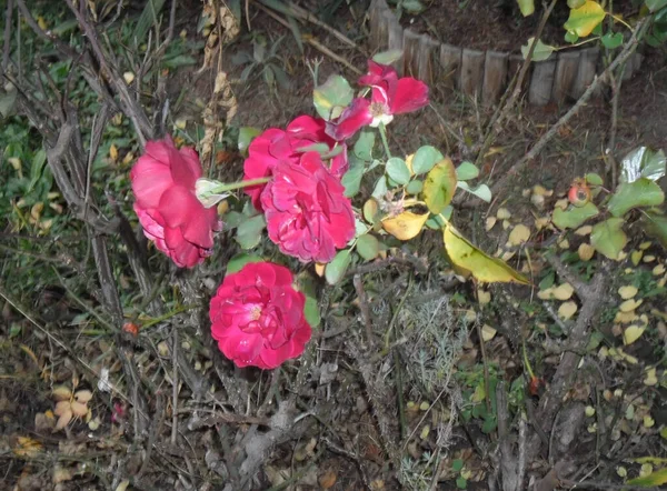 Beautiful Bush Scarlet Roses Autumn — Zdjęcie stockowe