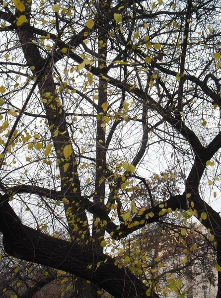 Ветви Деревьев Осенью Против Неба — стоковое фото