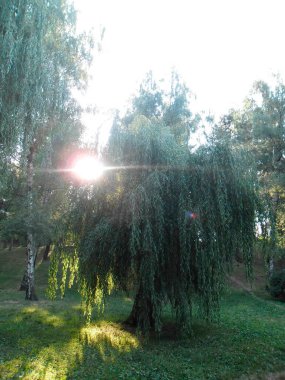 beautiful willow tree with green foliage in the park