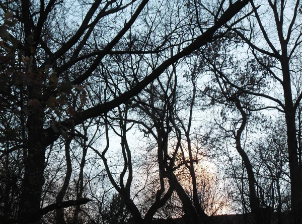 Beautiful Tree Branches Park Background Sky Autumn — Stockfoto