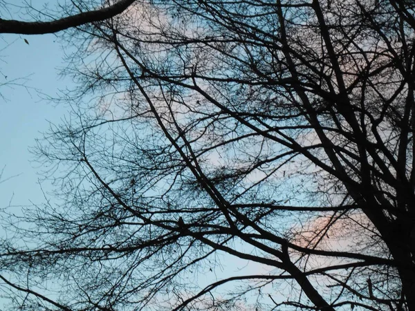 Beautiful Tree Branches Park Background Sky Autumn — Foto Stock