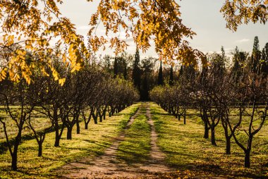 Ormanda güzel bir patika