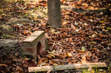 Sonbahar arazisindeki çimlerin açısından.