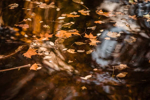 Su birikintisinde yüzen kahverengi yapraklar