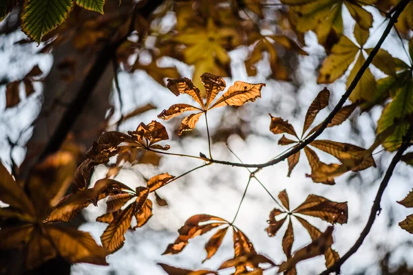 Piękne żółte liście w lesie jesienią. — Zdjęcie stockowe