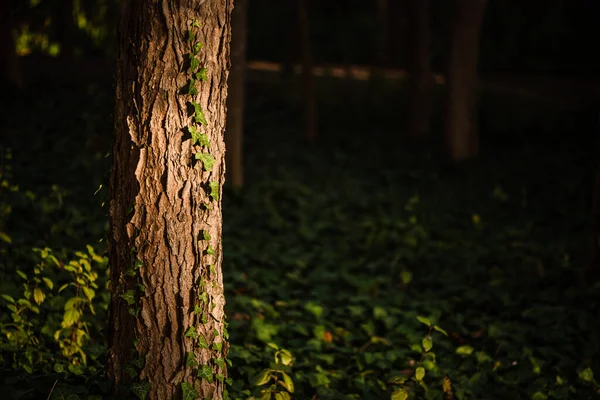 Raio de luz dourada em uma árvore com hera correndo — Fotografia de Stock