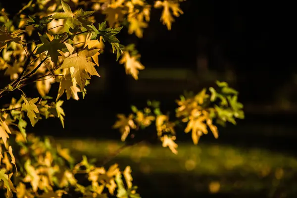 Lindas folhas amarelas na floresta durante o outono. — Fotografia de Stock