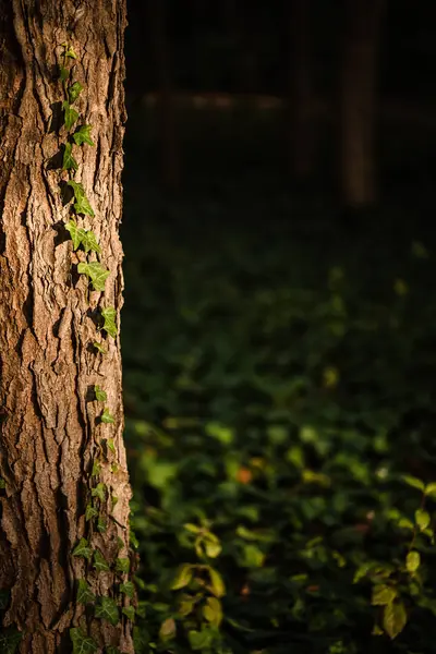 Raio de luz dourada em uma árvore com hera correndo — Fotografia de Stock