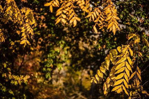 Lindas folhas amarelas na floresta durante o outono. — Fotografia de Stock