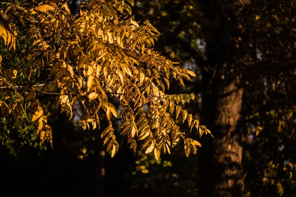 Gyönyörű sárga levelek az erdőben ősszel. — Stock Fotó