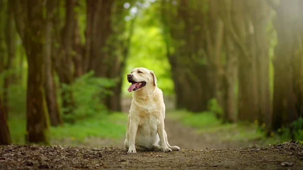 Labrador Retriever Forest — Stok fotoğraf