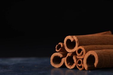 Labrador Retriever ormanda. Labrador av köpeği portresi.