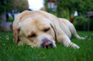 Labrador Retriever ormanda. Labrador av köpeği portresi.