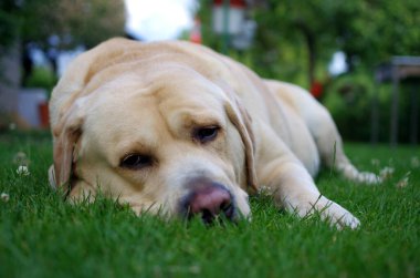 Labrador Retriever ormanda. Labrador av köpeği portresi.