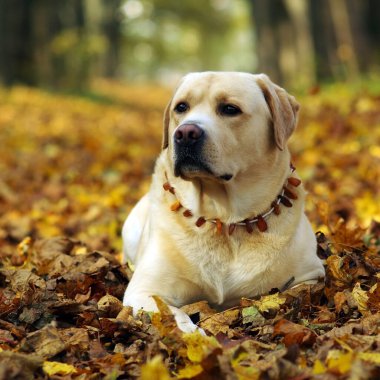 Labrador Retriever ormanda. Labrador av köpeği portresi.