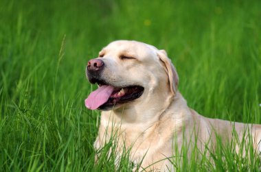 Labrador Retriever ormanda. Labrador av köpeği portresi.