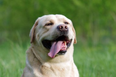 Labrador Retriever ormanda. Labrador av köpeği portresi.