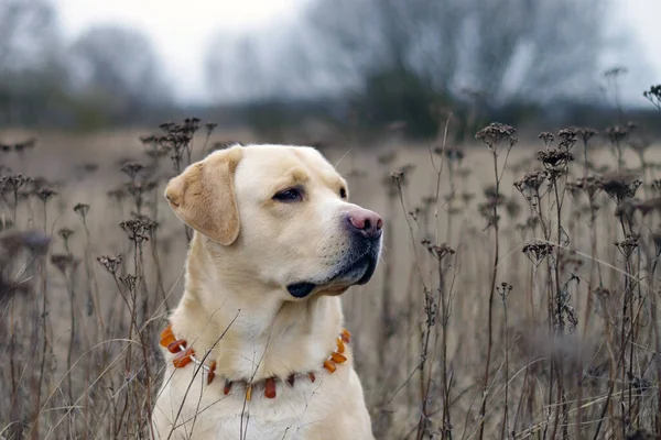 Labrador Retriever Skogen Labrador Retriever Hund Porträtt — Stockfoto