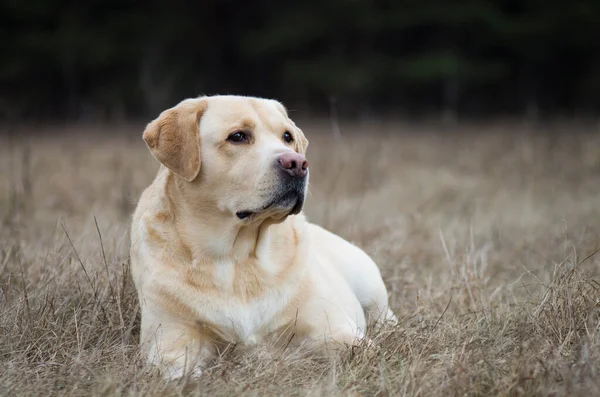 森の中でラブラドールの検索 ラブラドールレトリバー犬の肖像画 — ストック写真