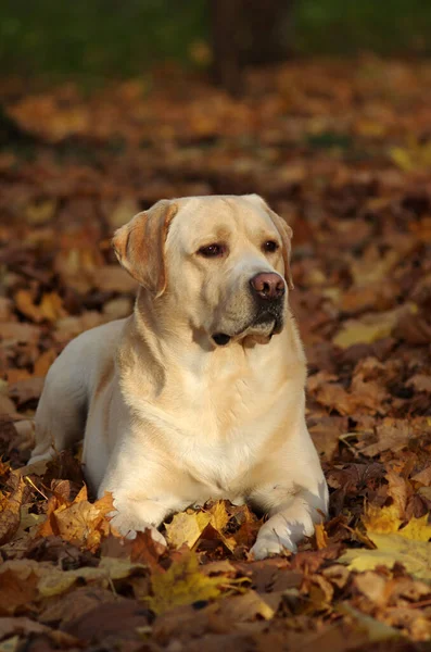 Labrador Retriever ormanda. Labrador av köpeği portresi.