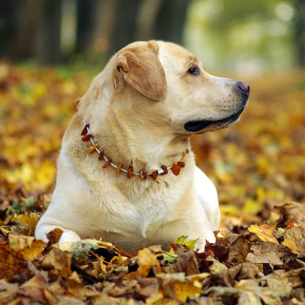 Labrador retriever in forest. Labrador retriever dog portrait.