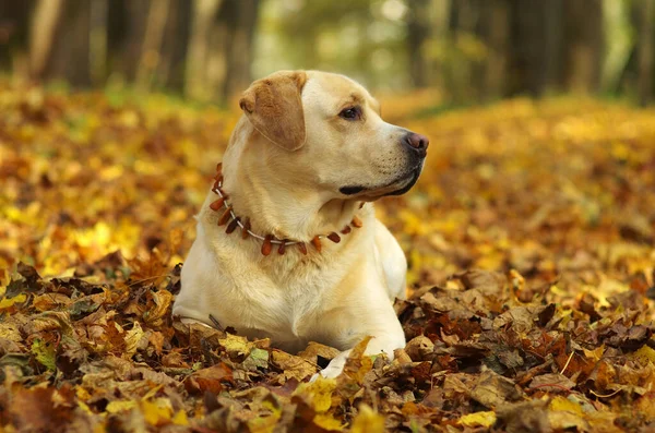 Labrador Retriever Skogen Labrador Retriever Hund Porträtt — Stockfoto
