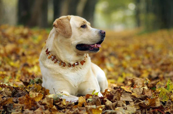 Labrador retriever in forest. Labrador retriever dog portrait.
