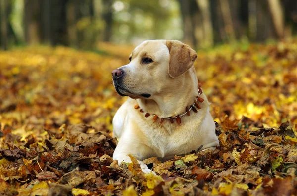 Labrador retriever in forest. Labrador retriever dog portrait.