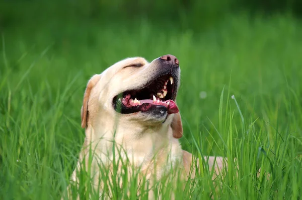 Labrador retriever in forest. Labrador retriever dog portrait.