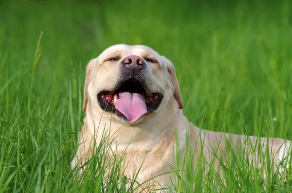 Labrador Retriever Skogen Labrador Retriever Hund Porträtt — Stockfoto