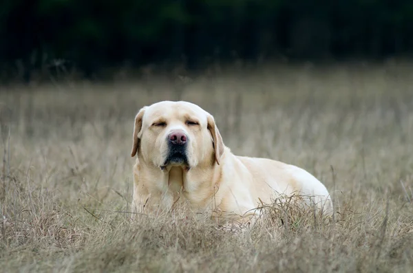 森の中でラブラドールの検索 ラブラドールレトリバー犬の肖像画 — ストック写真