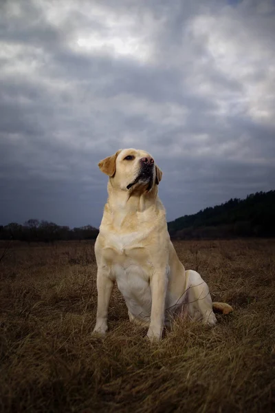 Labrador retriever in forest. Labrador retriever dog portrait.