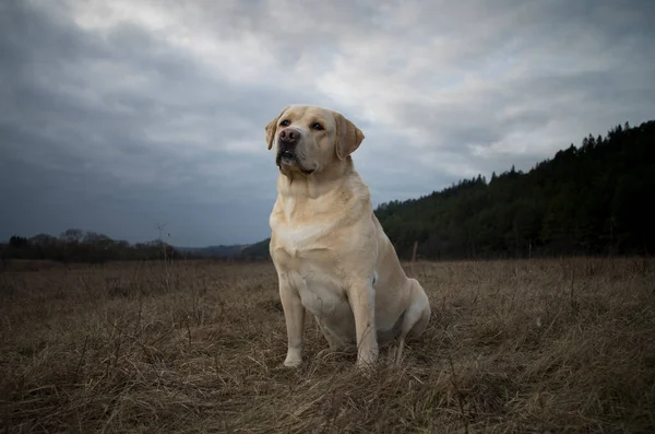 森の中でラブラドールの検索 ラブラドールレトリバー犬の肖像画 — ストック写真