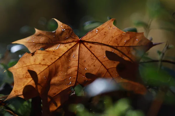 Sonbahar sahnesi. Makro, Bokeh 'le çekim yapıyor..